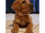 Labrador Retriever Puppy for sale in Columbia City, IN, USA