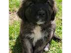 Saint Bernard Puppy for sale in Milford, DE, USA
