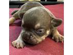 Boston Terrier Puppy for sale in Coral Springs, FL, USA