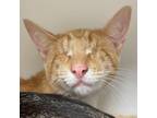 Adopt OLIVER a Domestic Short Hair