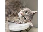 Adopt DODGE a Domestic Short Hair