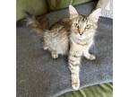 Adopt Snowball Flurries a Brown or Chocolate Domestic Shorthair / Mixed cat in
