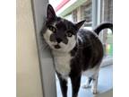 Adopt Sara Sigmundsdottir a Gray or Blue Domestic Shorthair / Mixed cat in East