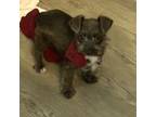Schnauzer (Miniature) Puppy for sale in Bowling Green, KY, USA