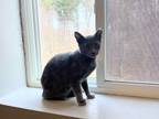 Adopt Alby a Domestic Short Hair