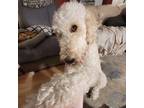 Adopt Agos a Tan/Yellow/Fawn Standard Poodle dog in Whitby, ON (38623895)