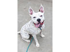 Adopt Juice - IN FOSTER a White Mixed Breed (Large) / Mixed dog in Chamblee