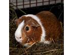 Adopt MYSTERY a Guinea Pig