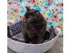 Adopt Noah a All Black Domestic Shorthair (short coat) cat in Dickson