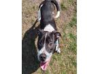 Adopt PUFFIN a Pit Bull Terrier, Mixed Breed