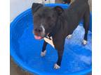 Adopt Flash a Pit Bull Terrier, Mixed Breed