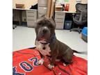 Adopt CHENCHO a Pit Bull Terrier