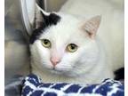 Adopt SEBASTIAN a White Domestic Shorthair / Mixed cat in West Seneca