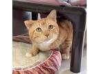 Adopt Electric Slide a Orange or Red Domestic Shorthair / Domestic Shorthair /