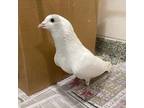 Adopt NORMAN a Pigeon