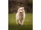 Adopt DUCKY a German Shepherd Dog, Labrador Retriever