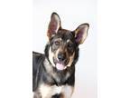 Adopt Gojira a Mixed Breed