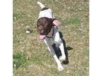 Adopt 24-13169/Buddy a German Shorthaired Pointer