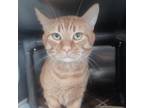 Adopt ACAC-Stray-ac791/24-13170/Larry a Domestic Short Hair