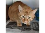 Adopt ACAC-Stray-ac791/24-13170/Larry a Domestic Short Hair