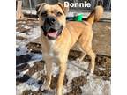 Adopt Donnie 240267 a Mixed Breed