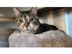 Adopt Steven a Domestic Short Hair