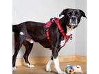 Adopt Bubba D10689 a Pit Bull Terrier