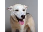 Adopt Al D15875 a Husky, Shepherd