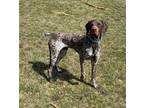 Adopt Pal a German Shorthaired Pointer