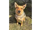 Adopt Yoda a German Shepherd Dog, Mixed Breed