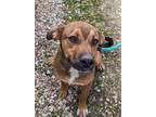 Adopt Boogie a Australian Cattle Dog / Blue Heeler, Hound