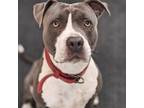 Adopt Chance a Pit Bull Terrier