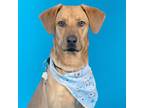 Adopt EMMANUEL a Black Mouth Cur, Mixed Breed