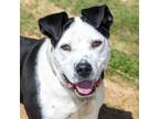 Adopt GARP a Pit Bull Terrier, Mixed Breed