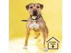 Adopt ARAMIS a Pit Bull Terrier, Mixed Breed