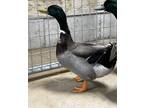 Adopt MILO a Duck