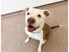 Adopt GILLIGAN a Pit Bull Terrier