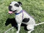 Adopt CHARLIE a Pit Bull Terrier