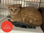 Adopt SALTY a Domestic Short Hair