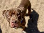 Adopt WILLY a Pit Bull Terrier