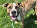 Adopt BUCKY a Pit Bull Terrier