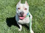 Adopt WOODY a Pit Bull Terrier