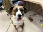 Adopt STANLEY a Saint Bernard