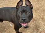 Adopt KEVIN a Pit Bull Terrier