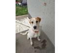 Adopt Rocky a Mixed Breed