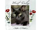 Adopt Roly a American Shorthair