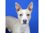 Adopt Kris - 040901S2 a Pit Bull Terrier