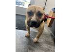 Adopt Bradley a Pit Bull Terrier, Mixed Breed