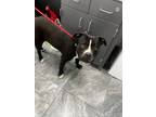 Adopt Roscoe a Pit Bull Terrier, Mixed Breed