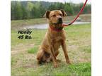 Adopt Honey a Mixed Breed